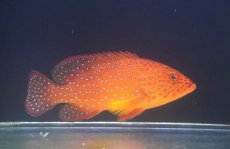 画像1: 【10%OFF対象商品30周年セール】 【海水魚・ハタ】乾燥エビ爆食い♪ユカタハタ（Lサイズ）(個体販売）（±17-18cm）（生体）(海水魚) (1)