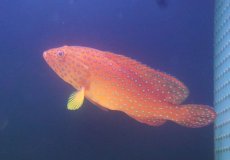 画像2: 【10%OFF対象商品30周年セール】 【海水魚・ハタ】乾燥エビ爆食い♪ユカタハタ（Lサイズ）(個体販売）（±17-18cm）（生体）(海水魚) (2)