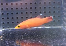 画像1: 【海水魚・ハタ】【通販】人工飼料OK♪ケーブバスレット(個体販売）（±5cm）（生体）(海水魚) (1)