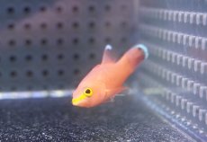 画像2: 【海水魚・ハタ】【通販】人工飼料OK♪ケーブバスレット(個体販売）（±5cm）（生体）(海水魚) (2)