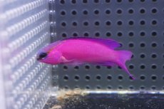 画像1: 【海水魚・ハタ】【通販】人工飼料OK♪ブラックキャップバスレット（Lサイズ）(個体販売）（±6cm）No.1（生体）(海水魚) (1)