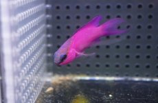 画像2: 【海水魚・ハタ】【通販】人工飼料OK♪ブラックキャップバスレット（Lサイズ）(個体販売）（±6cm）No.1（生体）(海水魚) (2)
