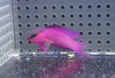 画像1: 【海水魚・ハタ】【通販】人工飼料OK♪ブラックキャップバスレット（Lサイズ）(個体販売）（±6cm）No.2（生体）(海水魚) (1)