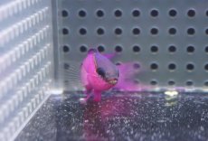 画像2: 【海水魚・ハタ】【通販】人工飼料OK♪ブラックキャップバスレット（Lサイズ）(個体販売）（±6cm）No.2（生体）(海水魚) (2)
