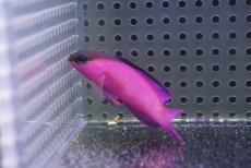 画像1: 【海水魚・ハタ】【通販】人工飼料OK♪ブラックキャップバスレット（Lサイズ）(個体販売）（±6cm）No.3（生体）(海水魚) (1)