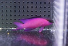 画像2: 【海水魚・ハタ】【通販】人工飼料OK♪ブラックキャップバスレット（Lサイズ）(個体販売）（±6cm）No.3（生体）(海水魚) (2)