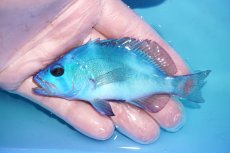 画像1: 【ボーナスセール対象個体　クーポンご利用で更に10％OFF】 【海水魚・ハタ】【通販】状態良好♪ブルーハムレット(個体販売）（±10cm）No.1（生体）(海水魚) (1)