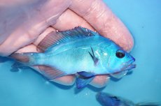 画像2: 【ボーナスセール対象個体　クーポンご利用で更に10％OFF】 【海水魚・ハタ】【通販】状態良好♪ブルーハムレット(個体販売）（±10cm）No.1（生体）(海水魚) (2)