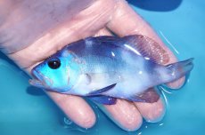 画像1: 【ボーナスセール対象個体　クーポンご利用で更に10％OFF】 【海水魚・ハタ】【通販】状態良好♪ブルーハムレット(個体販売）（±12cm）No.2（生体）(海水魚) (1)