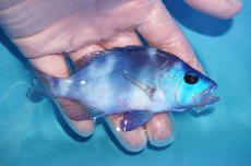 画像2: 【ボーナスセール対象個体　クーポンご利用で更に10％OFF】 【海水魚・ハタ】【通販】状態良好♪ブルーハムレット(個体販売）（±12cm）No.2（生体）(海水魚) (2)