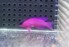 画像1: 【海水魚・ニセスズメ】【通販】人工飼料OK♪ブラックキャップバスレット(個体販売）（±5cm）No.1（生体）(海水魚) (1)