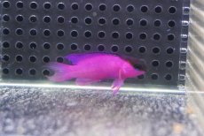 画像2: 【海水魚・ニセスズメ】【通販】人工飼料OK♪ブラックキャップバスレット(個体販売）（±5cm）No.1（生体）(海水魚) (2)