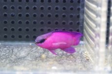 画像1: 【海水魚・ニセスズメ】【通販】人工飼料OK♪ブラックキャップバスレット(個体販売）（±5.5cm）No.2（生体）(海水魚) (1)