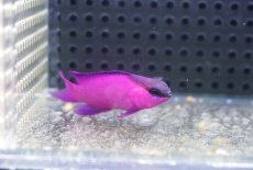 画像2: 【海水魚・ニセスズメ】【通販】人工飼料OK♪ブラックキャップバスレット(個体販売）（±5.5cm）No.2（生体）(海水魚) (2)