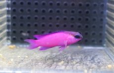 画像1: 【海水魚・ニセスズメ】【通販】人工飼料OK♪ブラックキャップバスレット(個体販売）（±5cm）No.3（生体）(海水魚) (1)