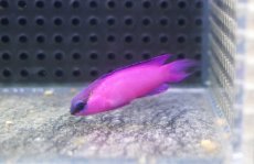 画像2: 【海水魚・ニセスズメ】【通販】人工飼料OK♪ブラックキャップバスレット(個体販売）（±5cm）No.3（生体）(海水魚) (2)