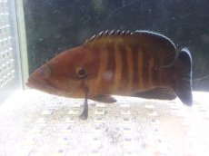 画像1: 【海水魚・ハタ】【通販】【沖縄産ハンドコート物】ヤミハタ（SMサイズ）(個体販売）（±9-10cm）（生体）(海水魚) (1)