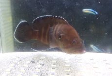 画像2: 【海水魚・ハタ】【通販】【沖縄産ハンドコート物】ヤミハタ（SMサイズ）(個体販売）（±9-10cm）（生体）(海水魚) (2)