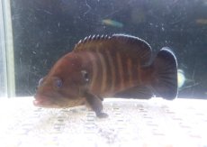 画像3: 【海水魚・ハタ】【通販】【沖縄産ハンドコート物】ヤミハタ（SMサイズ）(個体販売）（±9-10cm）（生体）(海水魚) (3)