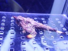 画像1: 【海水魚バットフィッシュ】【通販】状態良好♪ウォーキングバットフィッシュ（SMサイズ）(個体販売）（±6cm）No.1（生体）(海水魚) (1)