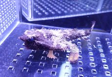 画像1: 【海水魚バットフィッシュ】【通販】状態良好♪ウォーキングバットフィッシュ（Mサイズ）(個体販売）（±10cm）No.2（生体）(海水魚) (1)