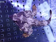 画像2: 【海水魚バットフィッシュ】【通販】状態良好♪ウォーキングバットフィッシュ（Mサイズ）(個体販売）（±10cm）No.2（生体）(海水魚) (2)