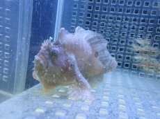 画像1: 【海水魚・カエルアンコウ】【通販】状態良好♪カエルアンコウsp. (SM)(個体販売）（±6cm） No.1（生体）(海水魚) (1)