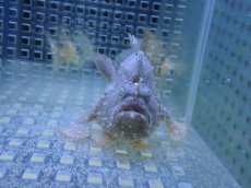 画像2: 【海水魚・カエルアンコウ】【通販】状態良好♪カエルアンコウsp. (SM)(個体販売）（±6cm） No.1（生体）(海水魚) (2)