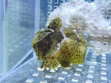 画像2: 【海水魚・カエルアンコウ】【通販】状態良好♪カエルアンコウsp. (M)(個体販売）（±7cm） No.2（生体）(海水魚)（サンゴ） (2)