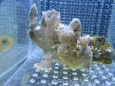 画像1: 【海水魚・カエルアンコウ】【通販】状態良好♪カエルアンコウsp. (ML)(個体販売）（±10cm） No.3（生体）(海水魚) (1)