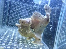画像2: 【海水魚・カエルアンコウ】【通販】状態良好♪カエルアンコウsp. (ML)(個体販売）（±10cm） No.3（生体）(海水魚) (2)