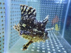 画像2: 【海水魚・カエルアンコウ】【通販】冷凍エビ食べます♪ハナオコゼ（M）(個体販売）（±10cm） No.1（生体）(海水魚) (2)