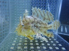 画像1: 【海水魚・カエルアンコウ】【通販】冷凍エビ食べます♪ハナオコゼ（M）(個体販売）（±10cm） No.2（生体）(海水魚) (1)