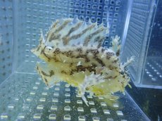 画像2: 【海水魚・カエルアンコウ】【通販】冷凍エビ食べます♪ハナオコゼ（M）(個体販売）（±10cm） No.2（生体）(海水魚) (2)