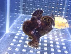 画像1: 【海水魚・カエルアンコウ】【通販】餌食い良好♪イロカエルアンコウsp.(個体販売）（±7cm） （生体）(海水魚) (1)