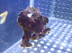 画像2: 【海水魚・カエルアンコウ】【通販】餌食い良好♪イロカエルアンコウsp.(個体販売）（±7cm） （生体）(海水魚) (2)