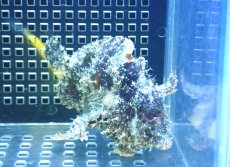 画像1: 【決算セール クーポンご利用で更に10％OFF対象商品】 【海水魚・カエルアンコウ】【通販】カエルアンコウsp.(個体販売）（±46m） （生体）(海水魚) (1)