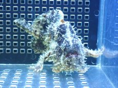 画像2: 【決算セール クーポンご利用で更に10％OFF対象商品】 【海水魚・カエルアンコウ】【通販】カエルアンコウsp.(個体販売）（±46m） （生体）(海水魚) (2)