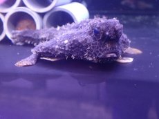 画像1: 【海水魚・バットフィッシュ】【通販】ウォーキングバットフィッシュ（Lサイズ）(個体販売）（±12cm） （生体）(海水魚) (1)