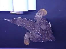 画像2: 【海水魚・バットフィッシュ】【通販】ウォーキングバットフィッシュ（Lサイズ）(個体販売）（±12cm） （生体）(海水魚) (2)