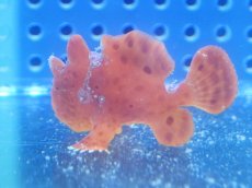 画像1: 【10%OFF対象商品30周年セール】 【海水魚・カエルアンコウ】【通販】イロカエルアンコウsp. (RED)(個体販売）（±3.5cm）（生体）(海水魚) (1)