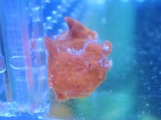 画像2: 【10%OFF対象商品30周年セール】 【海水魚・カエルアンコウ】【通販】イロカエルアンコウsp. (RED)(個体販売）（±3.5cm）（生体）(海水魚) (2)