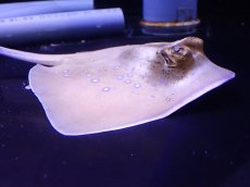 画像1: 【海水魚・エイ】【通販】状態良好・クリル爆食いです♪ヤッコエイ（Ｍサイズ）(個体販売）（盤長±20ｃｍ）（生体）(海水魚) (1)