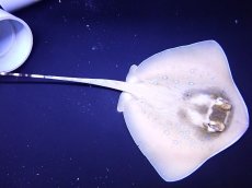 画像2: 【海水魚・エイ】【通販】状態良好・クリル爆食いです♪ヤッコエイ（Ｍサイズ）(個体販売）（盤長±20ｃｍ）（生体）(海水魚) (2)