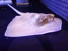 画像3: 【海水魚・エイ】【通販】状態良好・クリル爆食いです♪ヤッコエイ（Ｍサイズ）(個体販売）（盤長±20ｃｍ）（生体）(海水魚) (3)