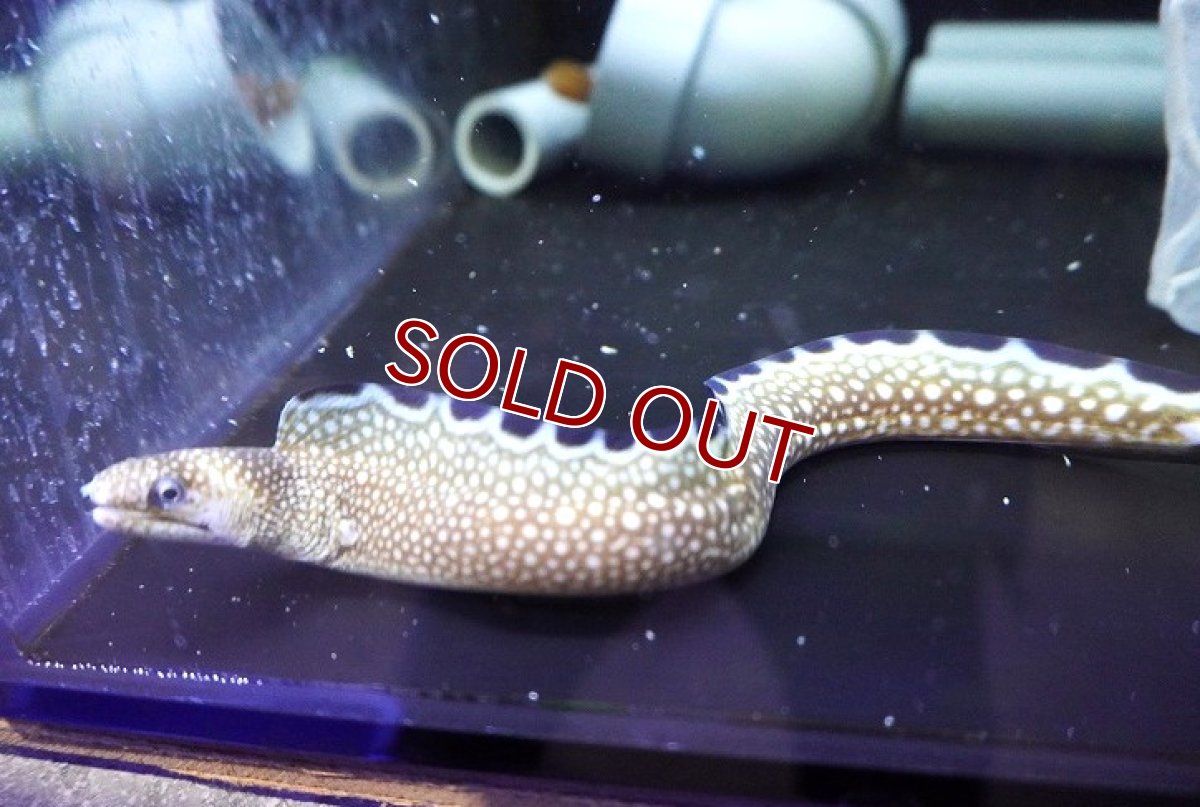 画像1: 【海水魚・ウツボ】【通販】状態良好♪ブラックエッジモーレイ（カリブ海産）(個体販売）（±25-28cm）（生体）(海水魚) (1)