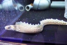 画像1: 【海水魚・ウツボ】【通販】状態良好♪ブラックエッジモーレイ（カリブ海産）(個体販売）（±25-28cm）（生体）(海水魚) (1)