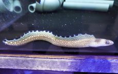 画像2: 【海水魚・ウツボ】【通販】状態良好♪ブラックエッジモーレイ（カリブ海産）(個体販売）（±25-28cm）（生体）(海水魚) (2)