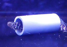 画像1: 【海水魚・ウツボ】【通販】状態良好・クリル爆食いです♪チェーンリングモーレイ（Sサイズ）(個体販売）（±18cm）（生体）(海水魚) (1)