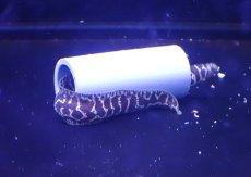 画像2: 【海水魚・ウツボ】【通販】状態良好・クリル爆食いです♪チェーンリングモーレイ（Sサイズ）(個体販売）（±18cm）（生体）(海水魚) (2)
